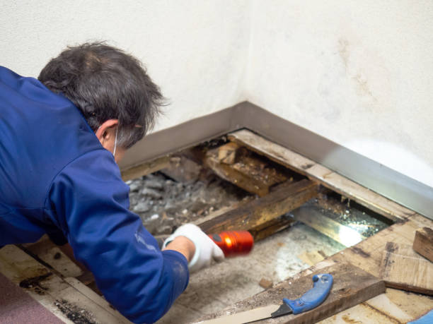 Best Mold Cleaning Services  in Southern Pines, NC
