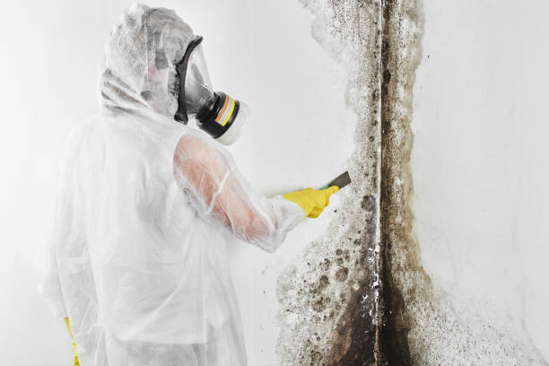 Best Home Mold Removal  in Southern Pines, NC