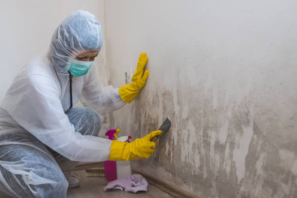 Best Attic Mold Removal  in Southern Pines, NC