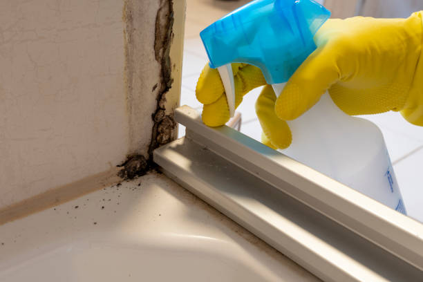 Best Commercial Mold Removal  in Southern Pines, NC
