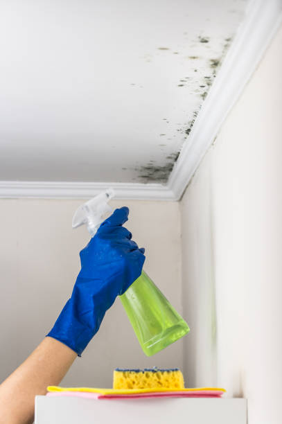 Best Toxic Mold Removal  in Southern Pines, NC