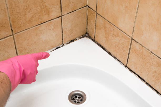 Best Professional Mold Removal  in Southern Pines, NC